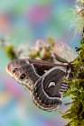 Silk moth on mossy branch. Art Print
